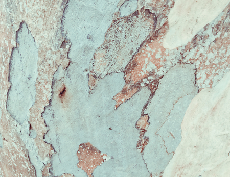 eucalyptus bark as background, wood textureの写真素材