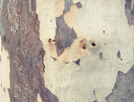 eucalyptus bark as background, wood textureの写真素材