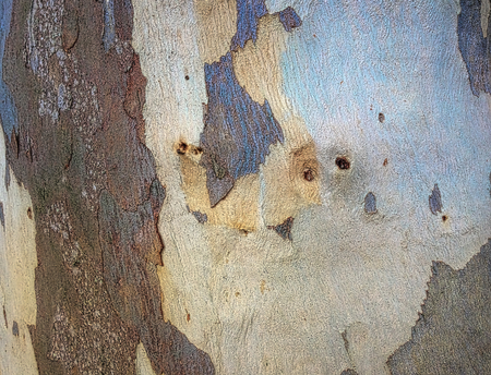 eucalyptus bark as background, wood textureの写真素材