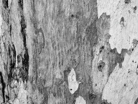 eucalyptus bark as background, wood textureの写真素材
