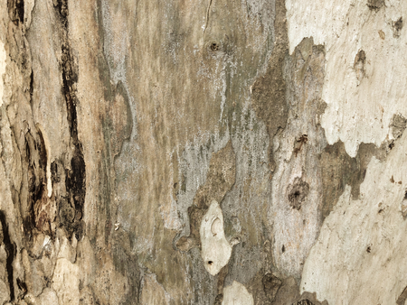 eucalyptus bark as background, wood textureの写真素材