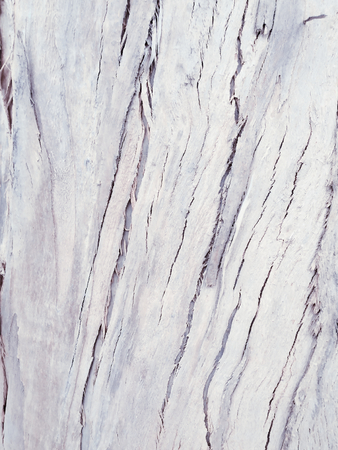 eucalyptus bark as background, wood textureの写真素材