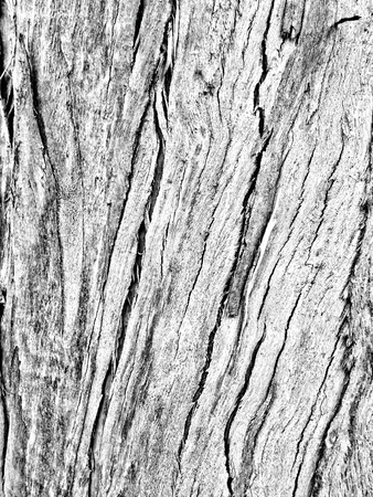 eucalyptus bark as background, wood textureの写真素材