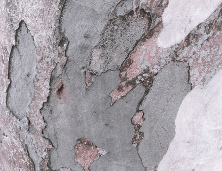 eucalyptus bark as background, wood textureの写真素材