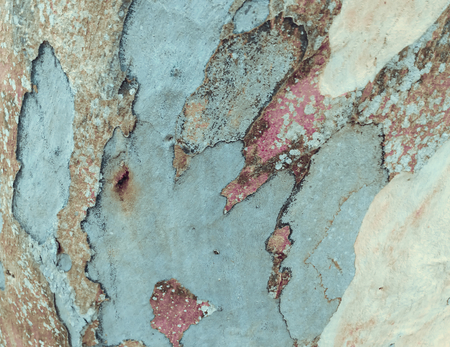 eucalyptus bark as background, wood textureの写真素材