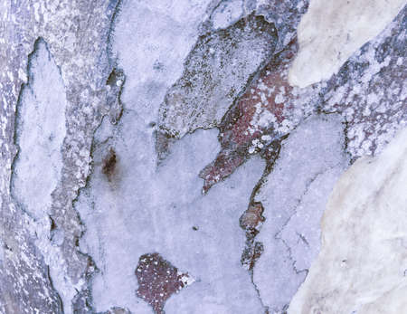 eucalyptus bark as background, wood textureの写真素材