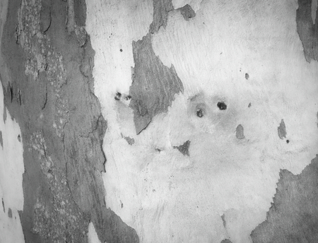eucalyptus bark as background, wood textureの写真素材