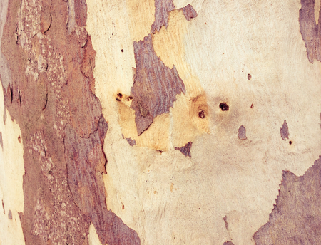 eucalyptus bark as background, wood textureの写真素材