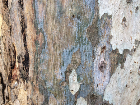 eucalyptus bark as background, wood textureの写真素材