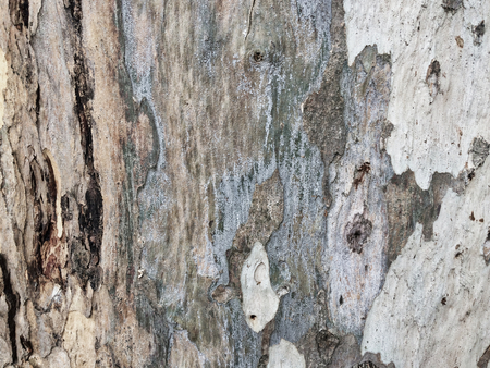 eucalyptus bark as background, wood textureの写真素材