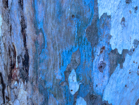 eucalyptus bark as background, wood textureの写真素材