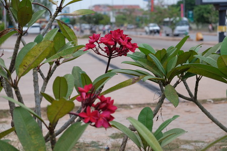 inflorescence of beautiful flowers with pink petals, pink buds, green foliageの写真素材