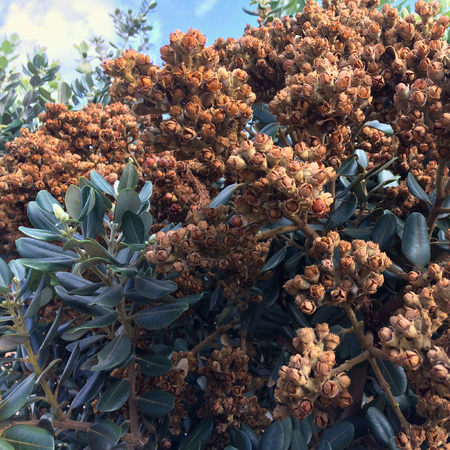 ripe seeds of an exotic plant, amazing plantの写真素材