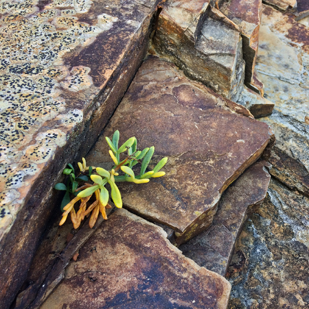 small plant grows through a stone, stunted plant, plant dies on the stonesの写真素材