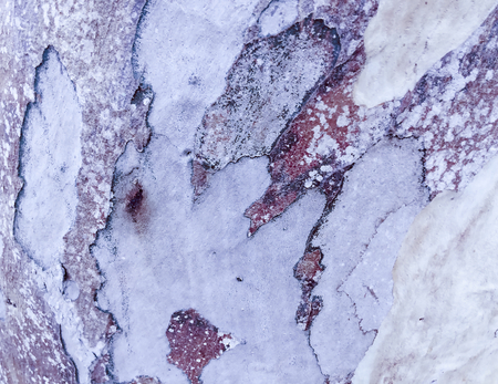 eucalyptus bark as background, wood textureの写真素材