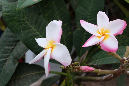 beautiful flowers with white petals, pink buds, green foliageの写真素材
