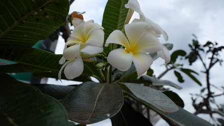 inflorescence of white flowers, white petals with a yellow centerの写真素材