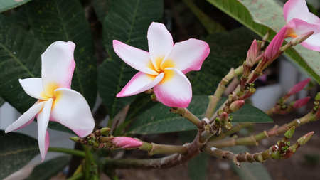 beautiful flowers with white petals, pink buds, green foliageの写真素材