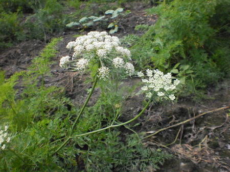 hogweed, inflorescence of white flowers, large, coarse, white-flowered weed of the parsley family,...
