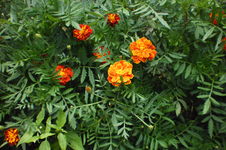 marigolds, beautiful orange flowers, dense green foliageの写真素材
