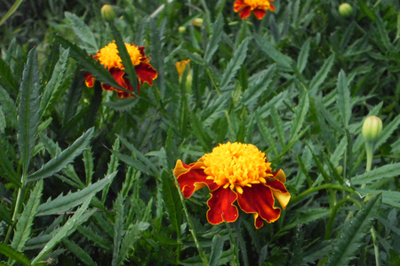marigolds, beautiful orange flowers, dense green foliageの写真素材