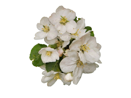 beautiful flowers of apple, inflorescences of white flowers, isolatedの写真素材