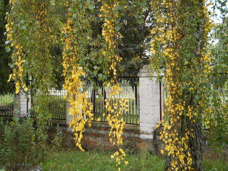 long birch twigs, yellow birch leaves, autumn tree, soft focusの写真素材