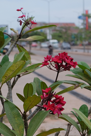 inflorescence of beautiful flowers with pink petals, pink buds, green foliageの写真素材