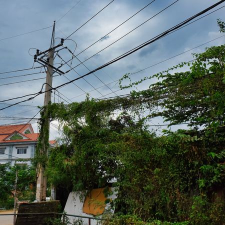a pole of power lines, green vegetation hanging from wiresの写真素材
