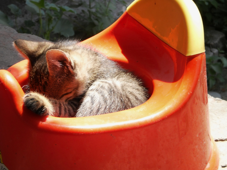 little gray kitten lies in a red children's pottyの写真素材