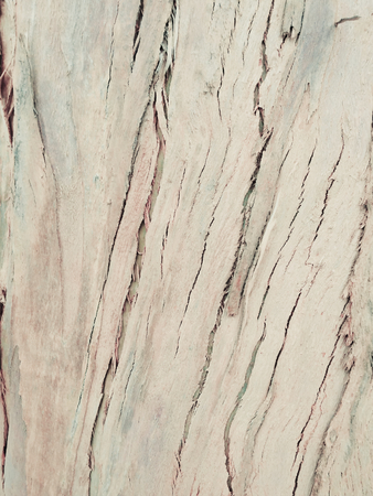 eucalyptus bark as background, wood texture, wood backgroundの写真素材