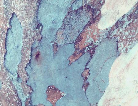 eucalyptus bark as background, wood texture, wood backgroundの写真素材