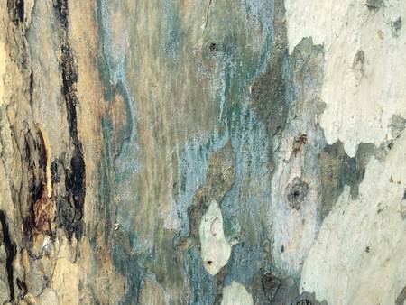 eucalyptus bark as background, wood texture, wood backgroundの写真素材