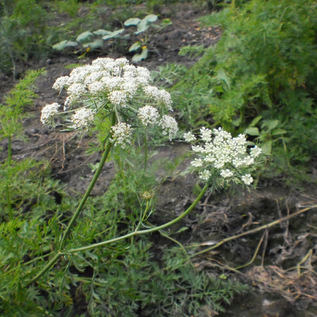 hogweed, inflorescence of white flowers, large, coarse, white-flowered weed of the parsley family, native to north temperate regions and formerly used as forage for pigsの写真素材