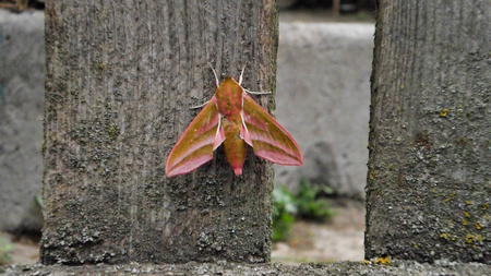 big night moth on a wooden fence, a beautiful insectの写真素材
