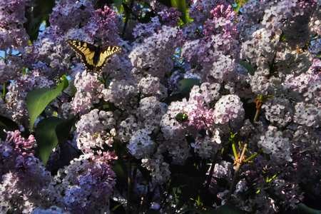 big green beetle and swallowtail butterfly on clusters of lilac, beautiful purple flowersの写真素材