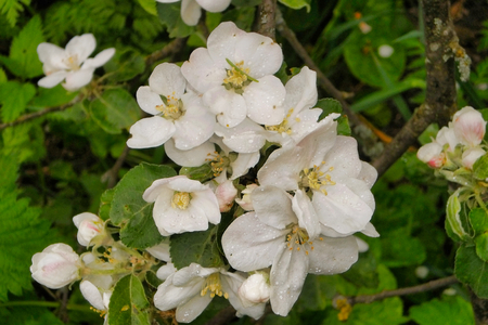 beautiful flowers of apple, inflorescences of white flowersの写真素材