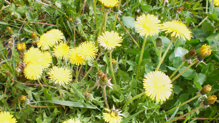 beautiful dandelion flowers, yellow wildflowers, vegetation, spring flowersの写真素材