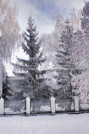 trees in hoarfrost, high spruce behind a slatted fence, winter landscapeの写真素材