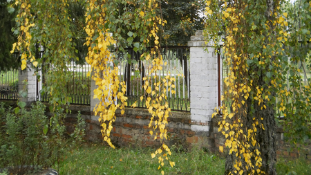 long birch twigs, yellow birch leaves, autumn tree, soft focusの写真素材