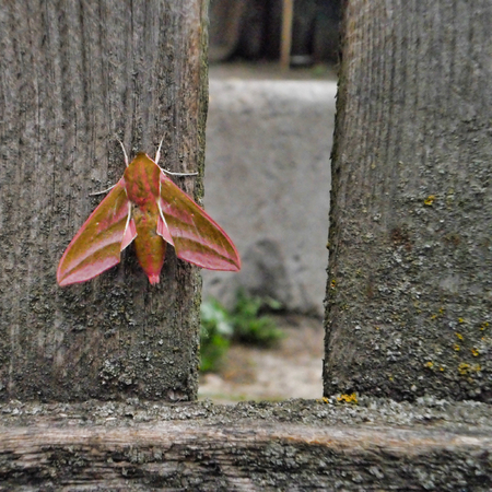 big night moth on a wooden fence, a beautiful insectの写真素材