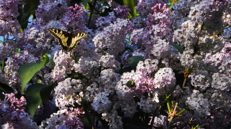 big green beetle and swallowtail butterfly on clusters of lilac, beautiful purple flowersの写真素材