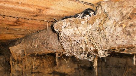 the little swallow chicks in nest, the swallow's nestの写真素材