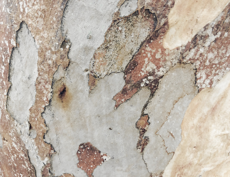 eucalyptus bark as background, wood texture, wood backgroundの写真素材