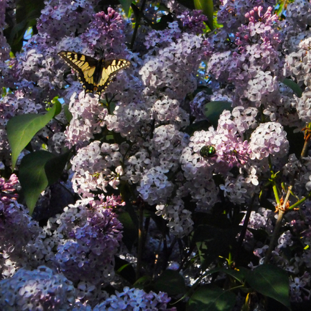 big green beetle and swallowtail butterfly on clusters of lilac, beautiful purple flowersの写真素材