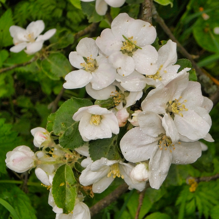 beautiful flowers of apple, inflorescences of white flowersの写真素材