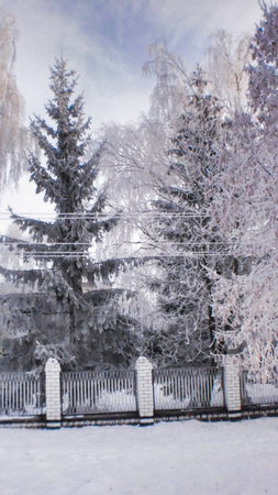 trees in hoarfrost, high spruce behind a slatted fence, winter landscapeの写真素材