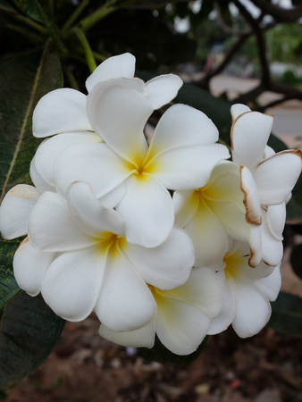 inflorescence of white flowers, white petals with a yellow centerの写真素材
