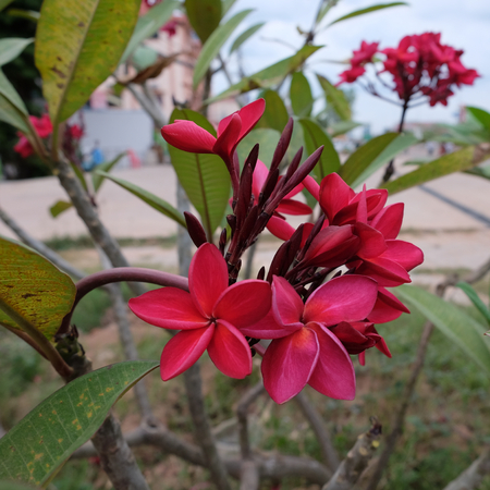 inflorescence of beautiful flowers with pink petals, pink buds, green foliageの写真素材