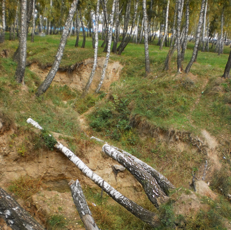 birch grove, trees fallen down by a storm, a ravine in a forestの写真素材
